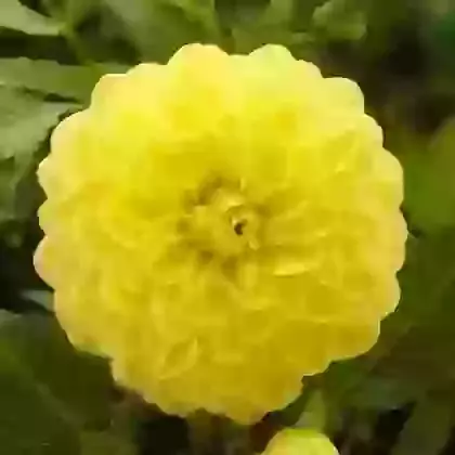 Glorie van Heemstede